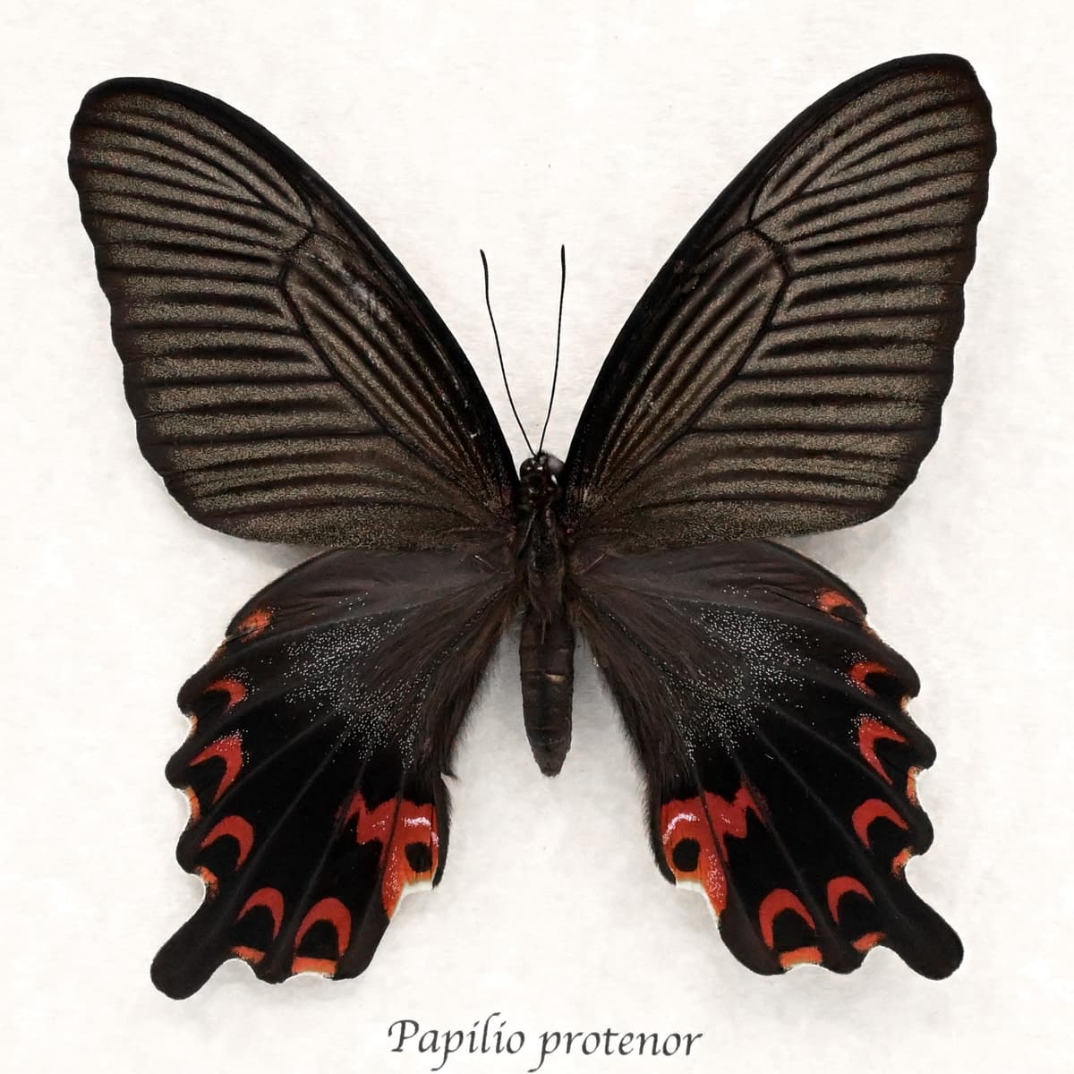 Real Black Spangle Swallowtail butterfly framed taxidermy - Papilio protenor - extra red