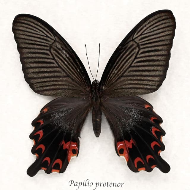 Real Black Spangle Swallowtail butterfly framed taxidermy - Papilio protenor - extra red