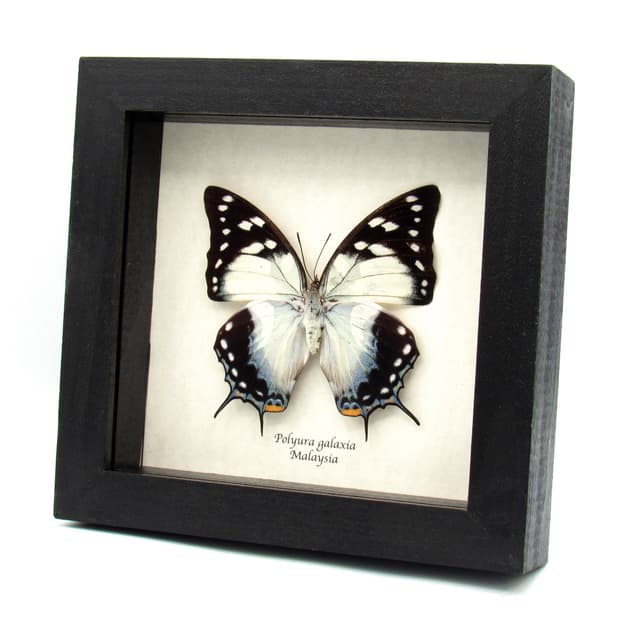 Giant rare blue Nawab butterfly framed taxidermy - Polyura galaxia - XL female