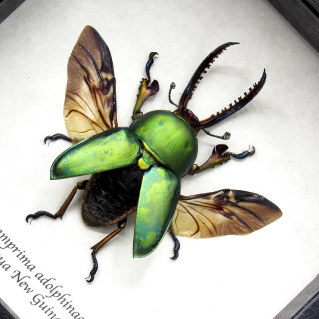 Real Stag beetle framed taxidermy - Lamprima adolphinae - large