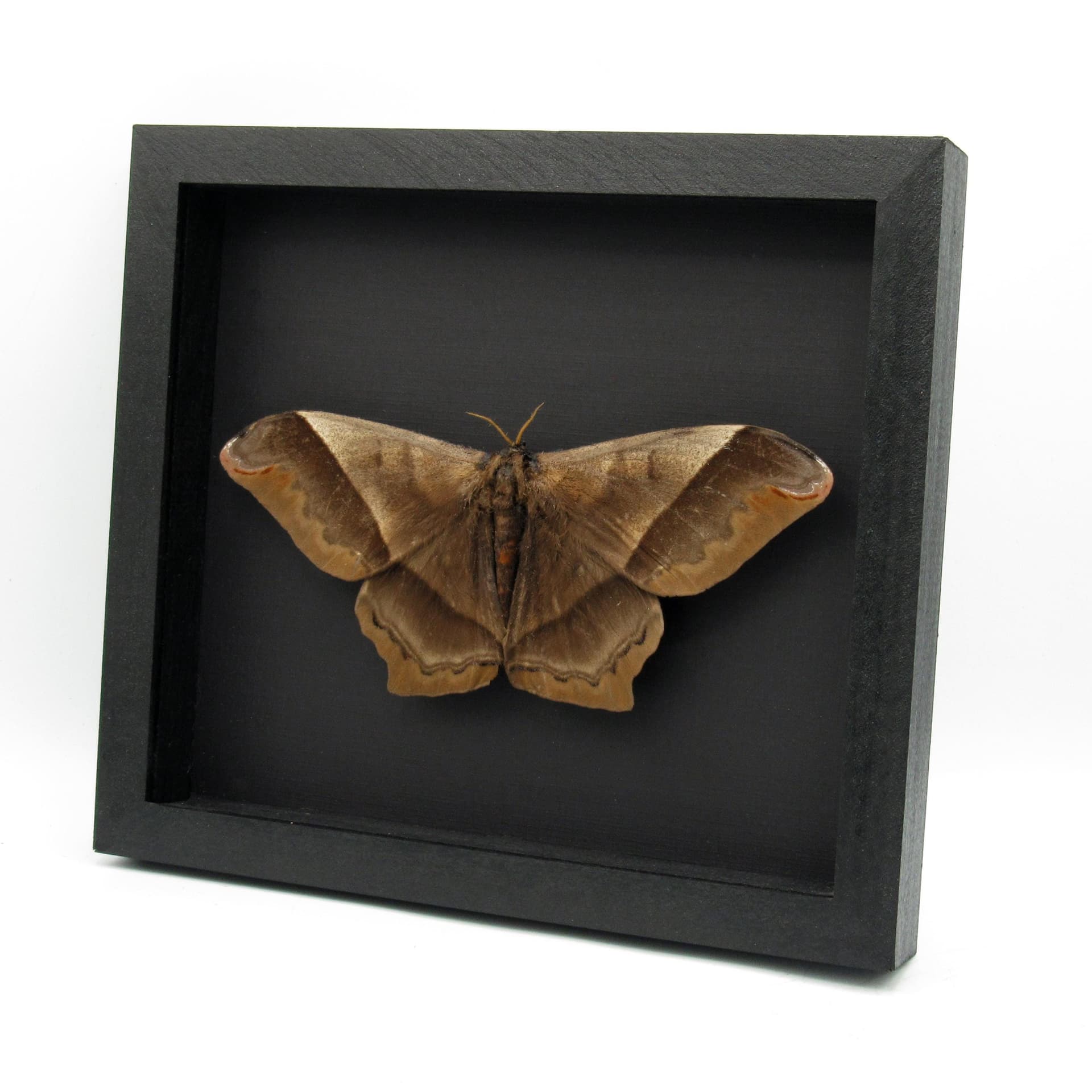 MASSIVE real Saturn moth framed taxidermy - Arsenura rebeli - Victorian mount