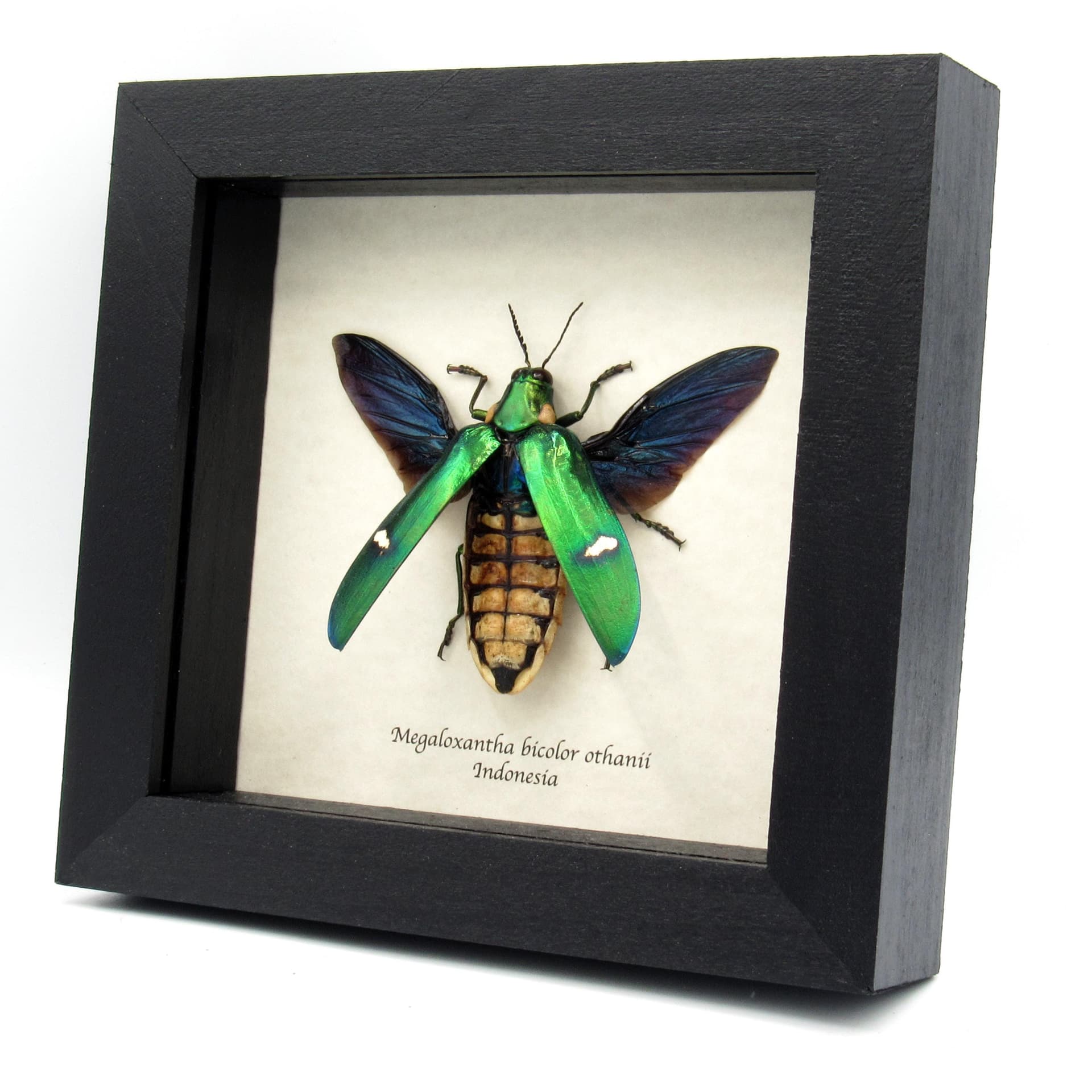 Real metallic green beetle framed taxidermy - Megaloxantha bicolor othanii