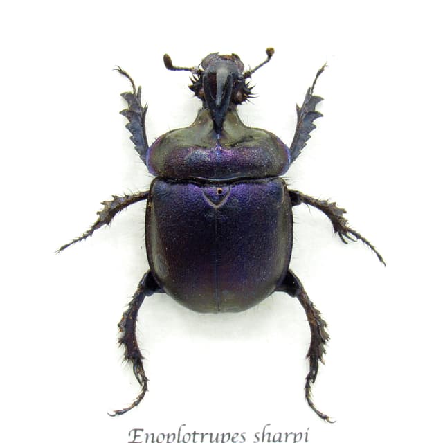 Real purple dung beetle framed taxidermy - Enoplotrupes sharpi