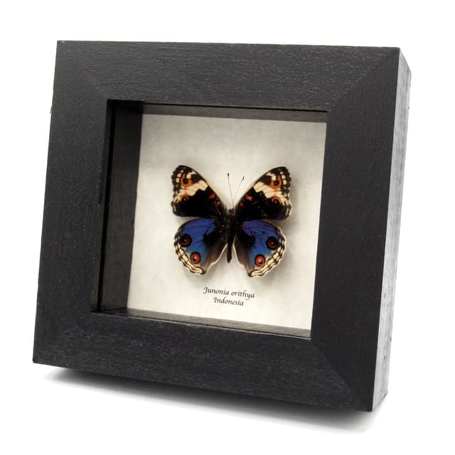 Real Blue Eyed Pansy butterfly framed taxidermy - Junonia orithya