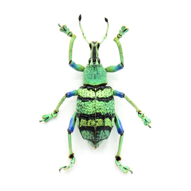 Real glitter Weevil framed taxidermy - Eupholus schoenherrii petiti