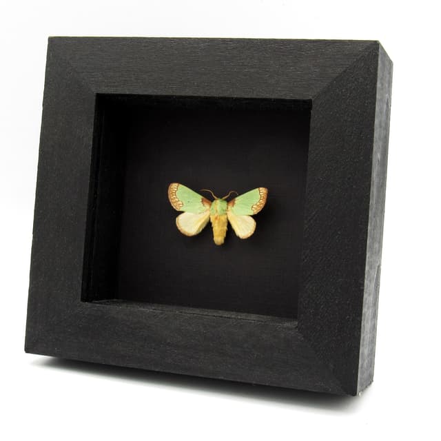 Rare green moth framed taxidermy - Latoia consocia