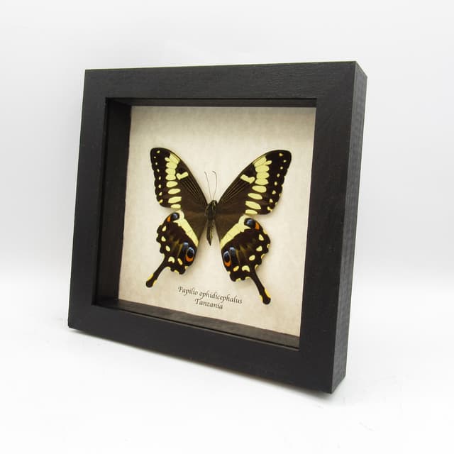Real Emperor Swallowtail butterfly framed taxidermy - Papilio ophidicephalus