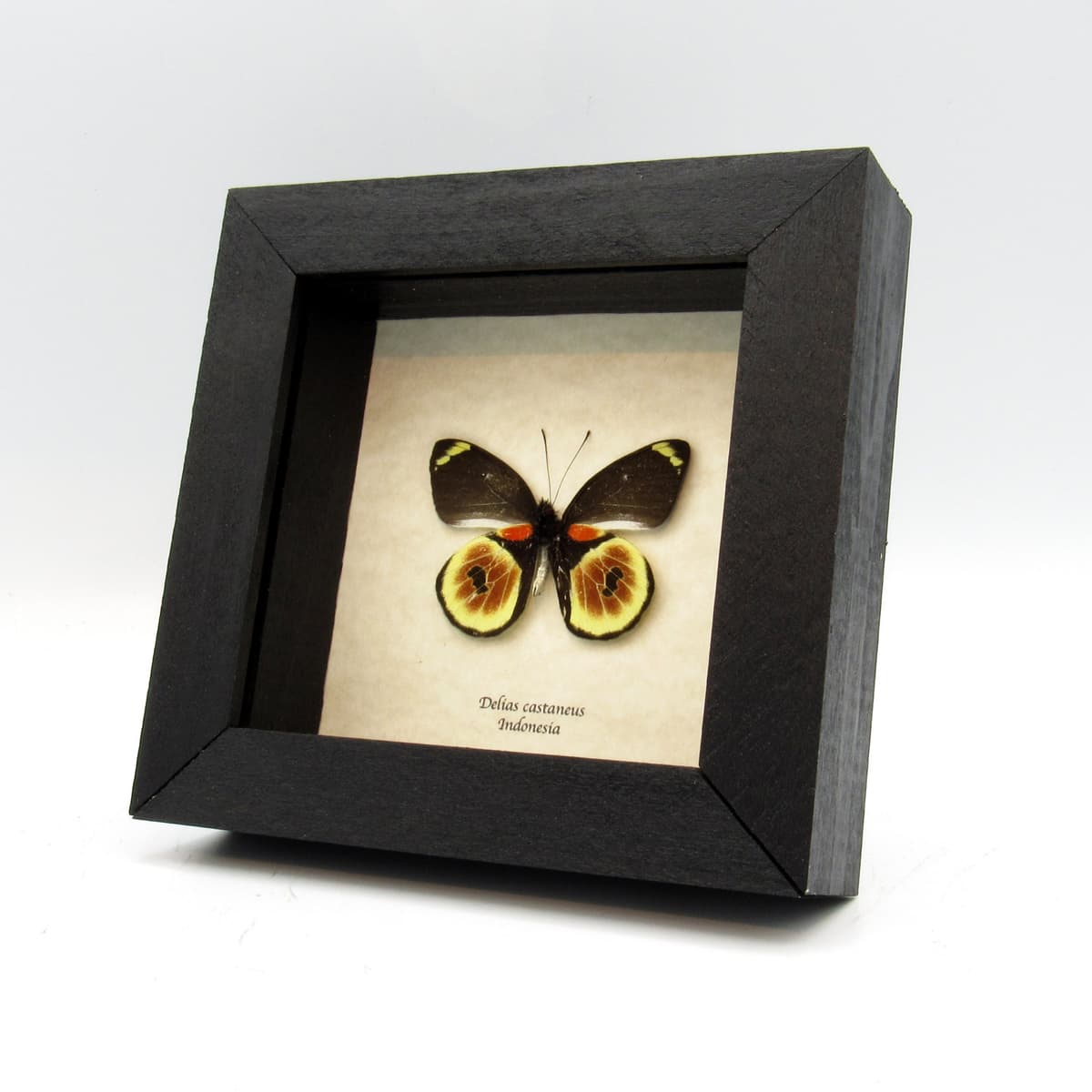Rare red Delias butterfly framed taxidermy - Delias castaneus