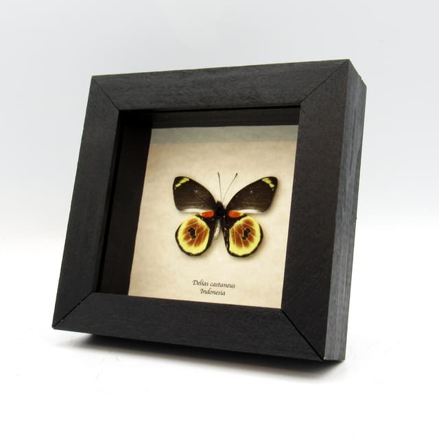 Rare red Delias butterfly framed taxidermy - Delias castaneus