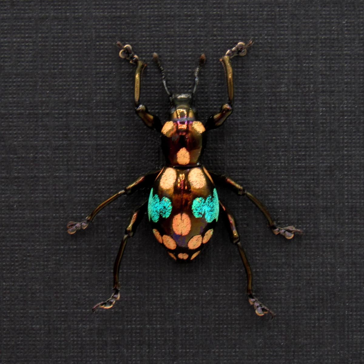 Rare metallic weevil beetle framed specimen - Pachyrhynchus species