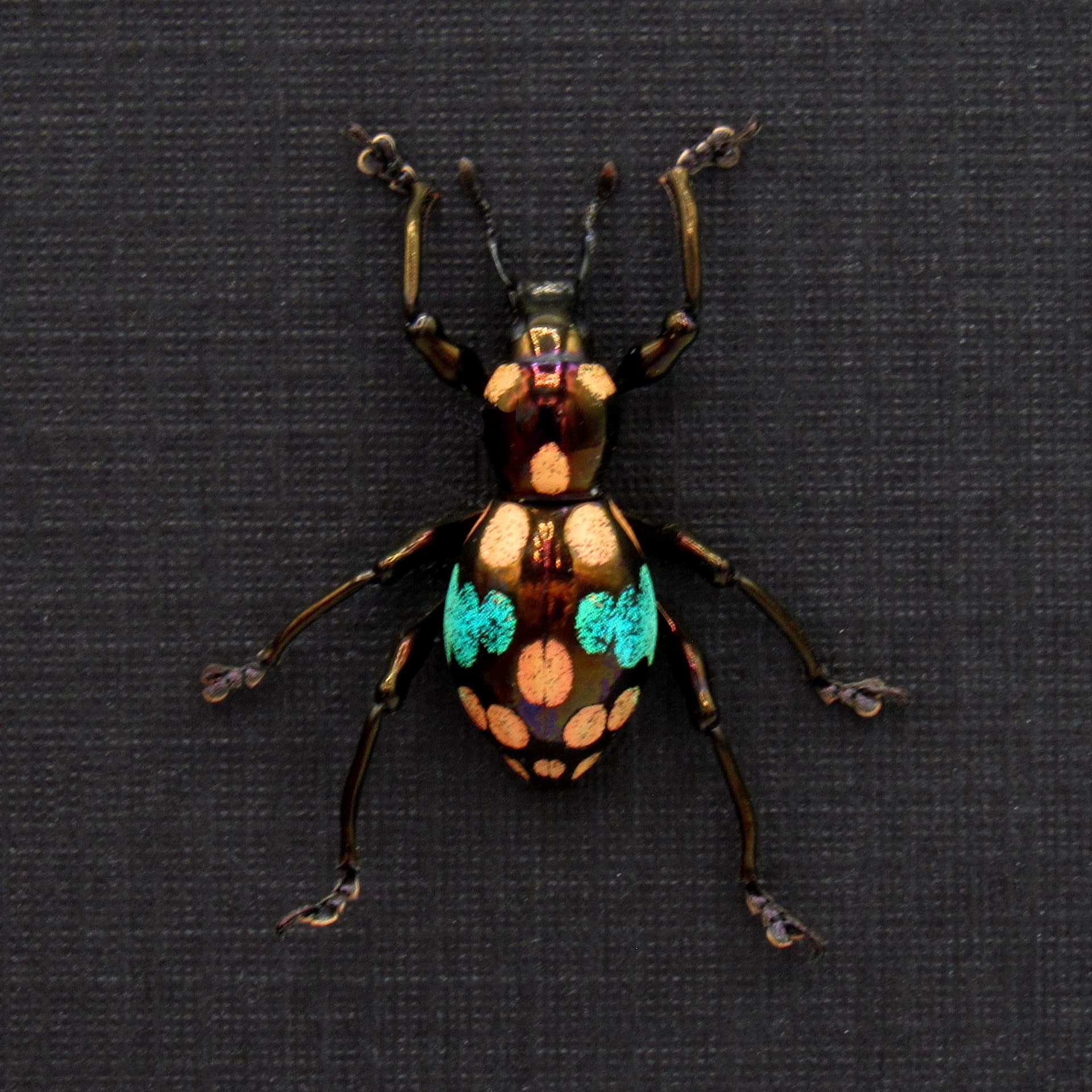 Rare metallic weevil beetle framed specimen - Pachyrhynchus species
