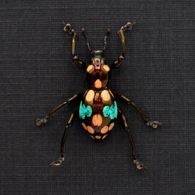 Rare metallic weevil beetle framed specimen - Pachyrhynchus species