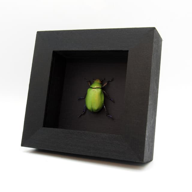 Large green Scarab beetle framed taxidermy - Chrysina erubescens