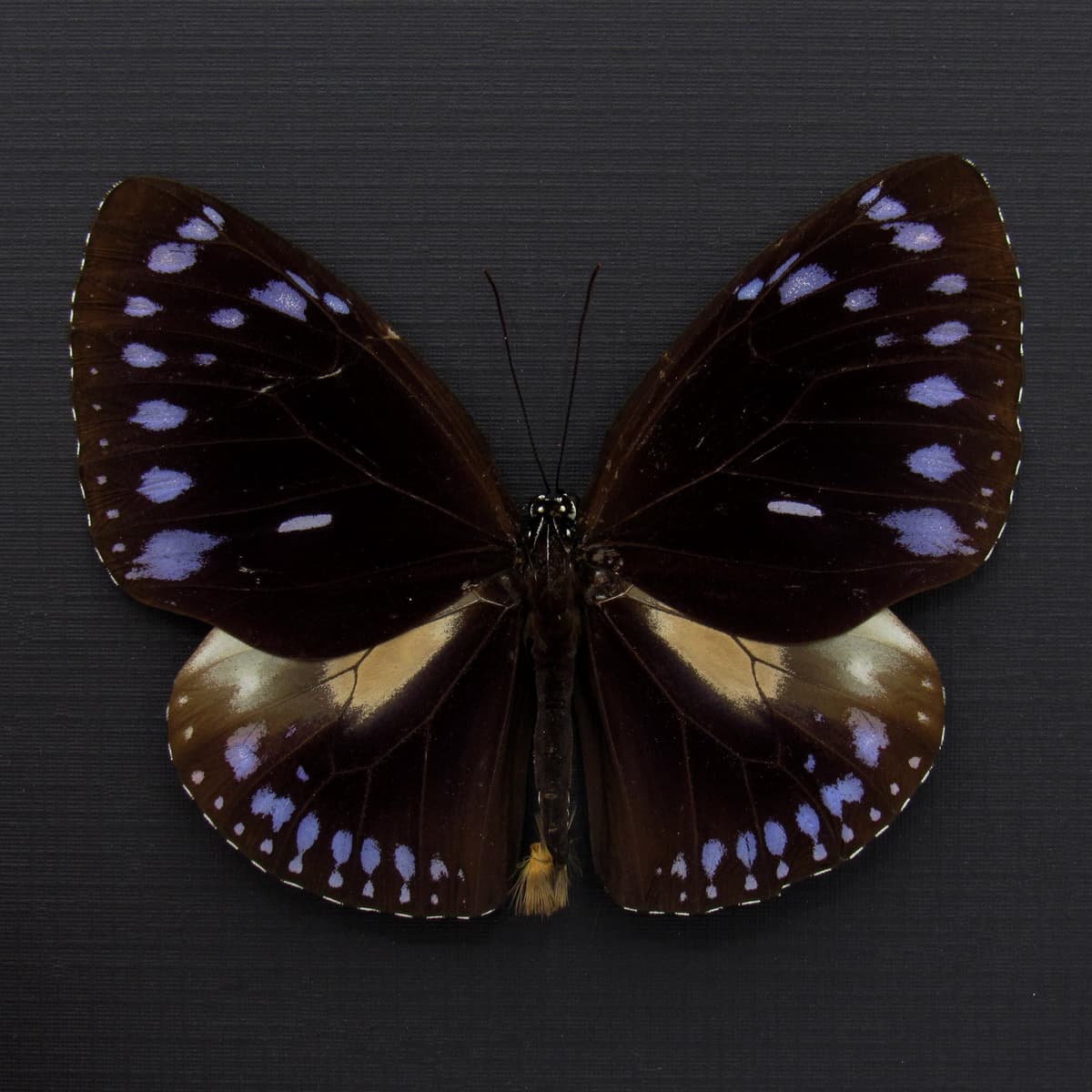 Real purple King Crow butterfly framed taxidermy - Euploea westwoodi