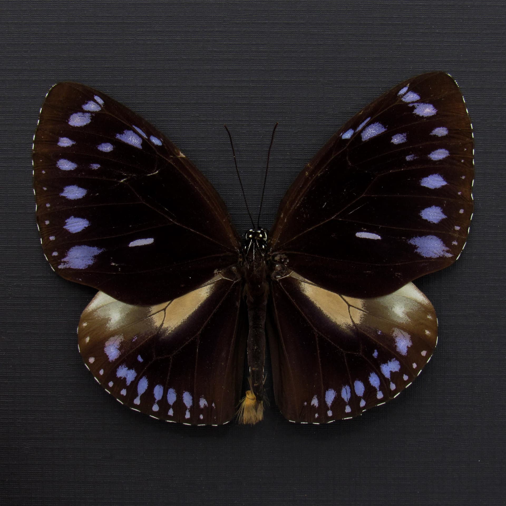 Real purple King Crow butterfly framed taxidermy - Euploea westwoodi