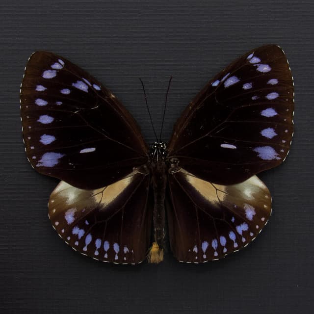 Real purple King Crow butterfly framed taxidermy - Euploea westwoodi