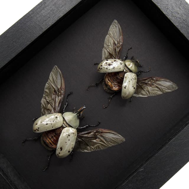 Real Western Hercules beetles framed taxidermy - Dynastes grantii - M+F pair