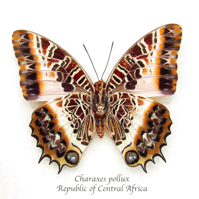 Real large Black-bordered Charaxes butterfly framed taxidermy - Charaxes pollux - female