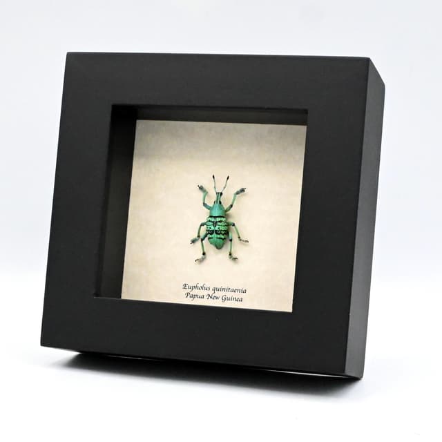 Rare glitter Weevil framed taxidermy - Eupholus quinitaenia