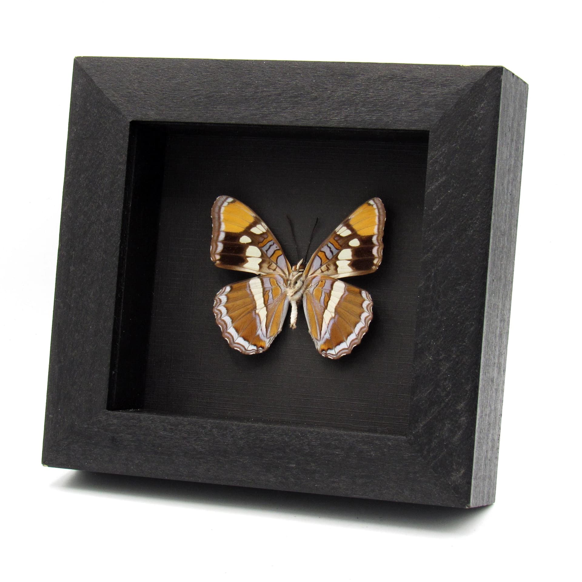 Real lavender California Sister butterfly framed taxidermy - Adelpha californica