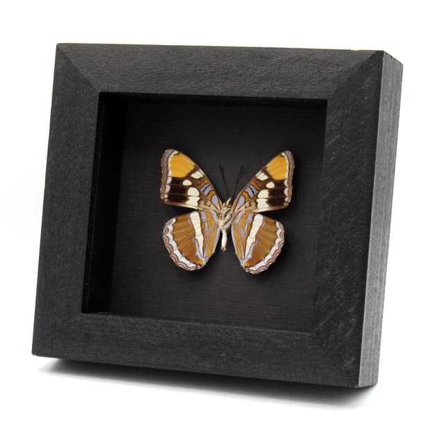 Real lavender California Sister butterfly framed taxidermy - Adelpha californica