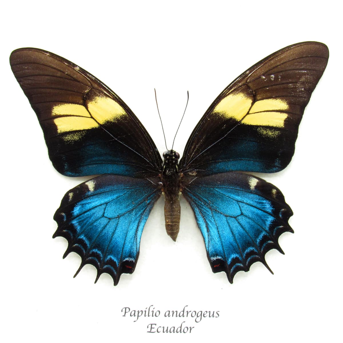 Rare blue Queen Swallowtail butterfly framed specimen  - Papilio androgeus - female
