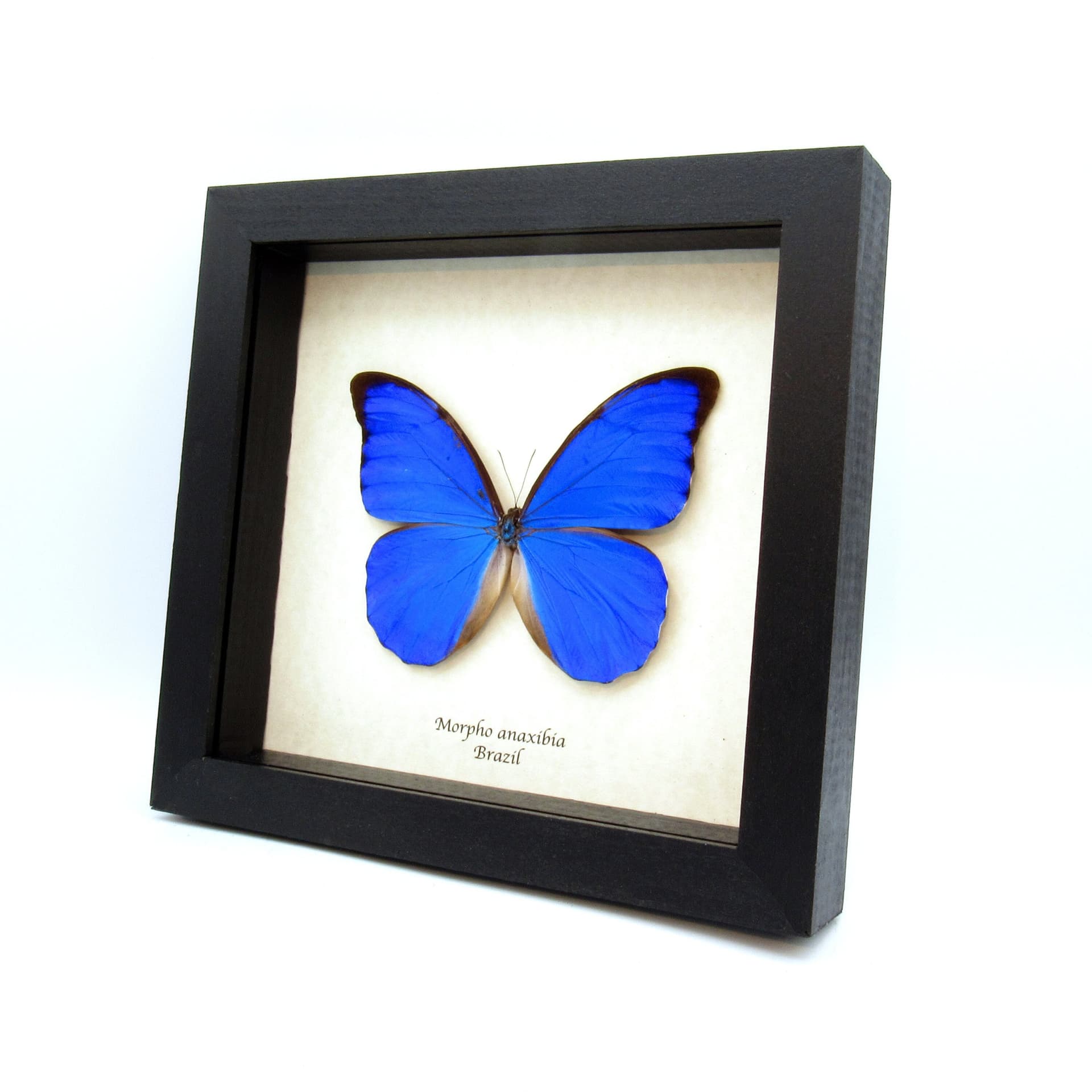 Rare metallic blue Anaxibia Morpho butterfly framed taxidermy - Morpho anaxibia