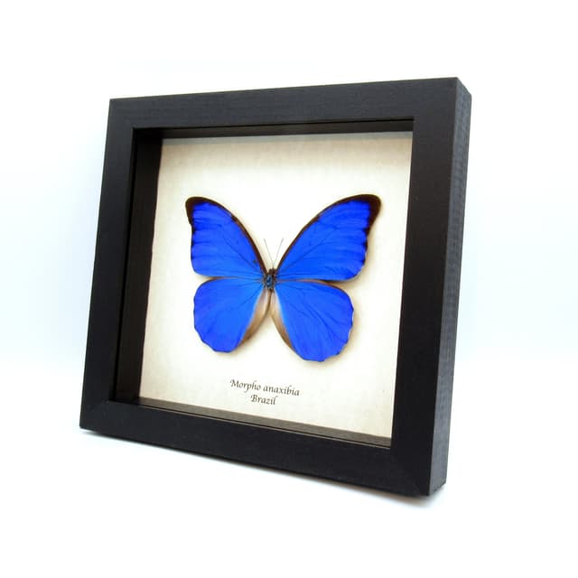 Rare metallic blue Anaxibia Morpho butterfly framed taxidermy - Morpho anaxibia