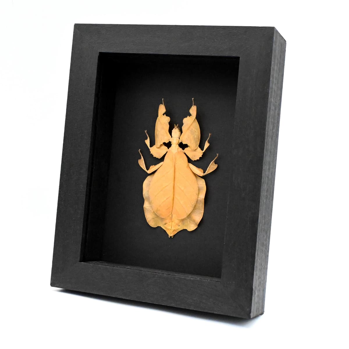 Rare orange leaf insect framed taxidermy - Phyllium pulchrifolium