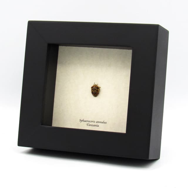 Rare Picasso bug framed taxidermy - Sphaerocoris annulus