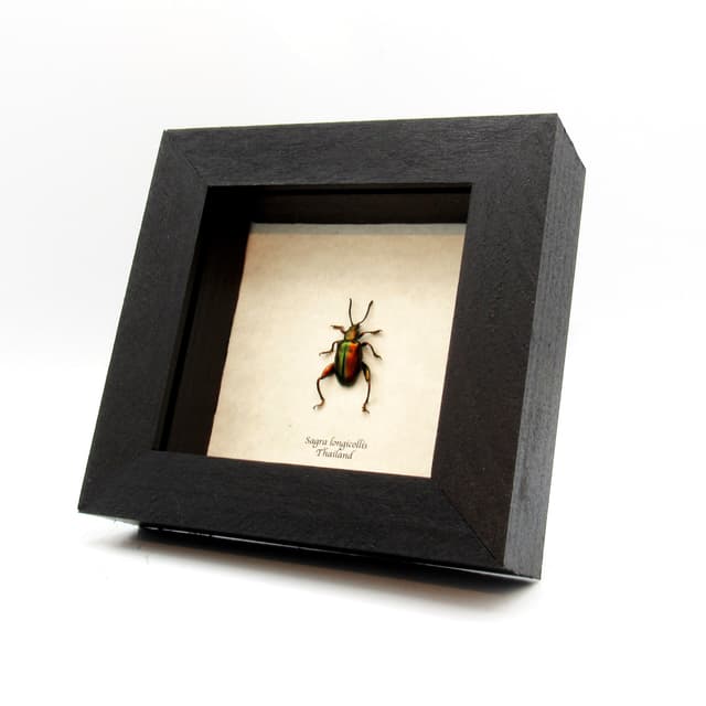 Real red Frog Beetle framed taxidermy - Sagra longicollis