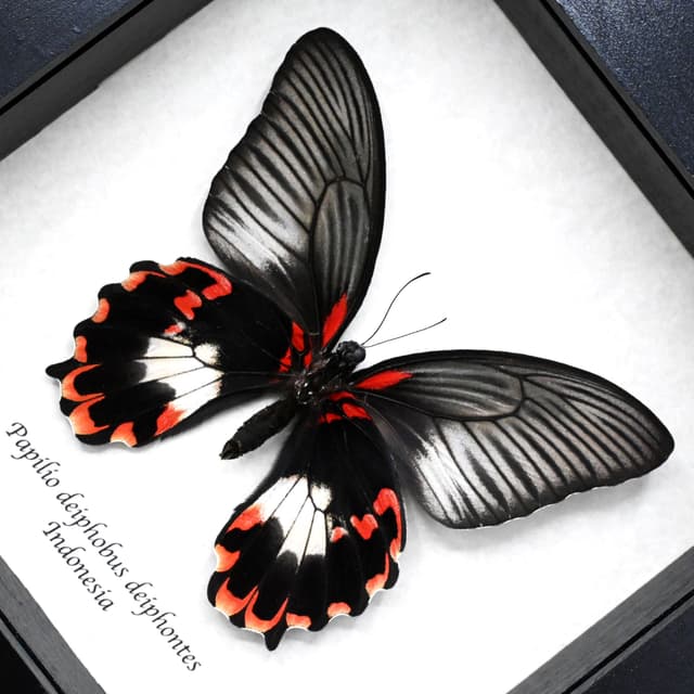 Rare red Swallowtail butterfly framed taxidermy - Papilio deiphobus deiphontes - female
