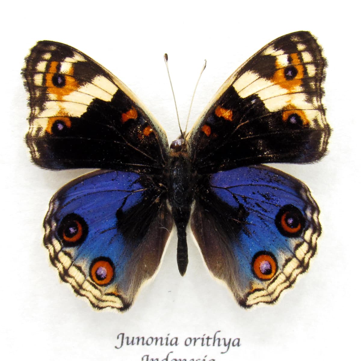 Real Blue Eyed Pansy butterfly framed taxidermy - Junonia orithya