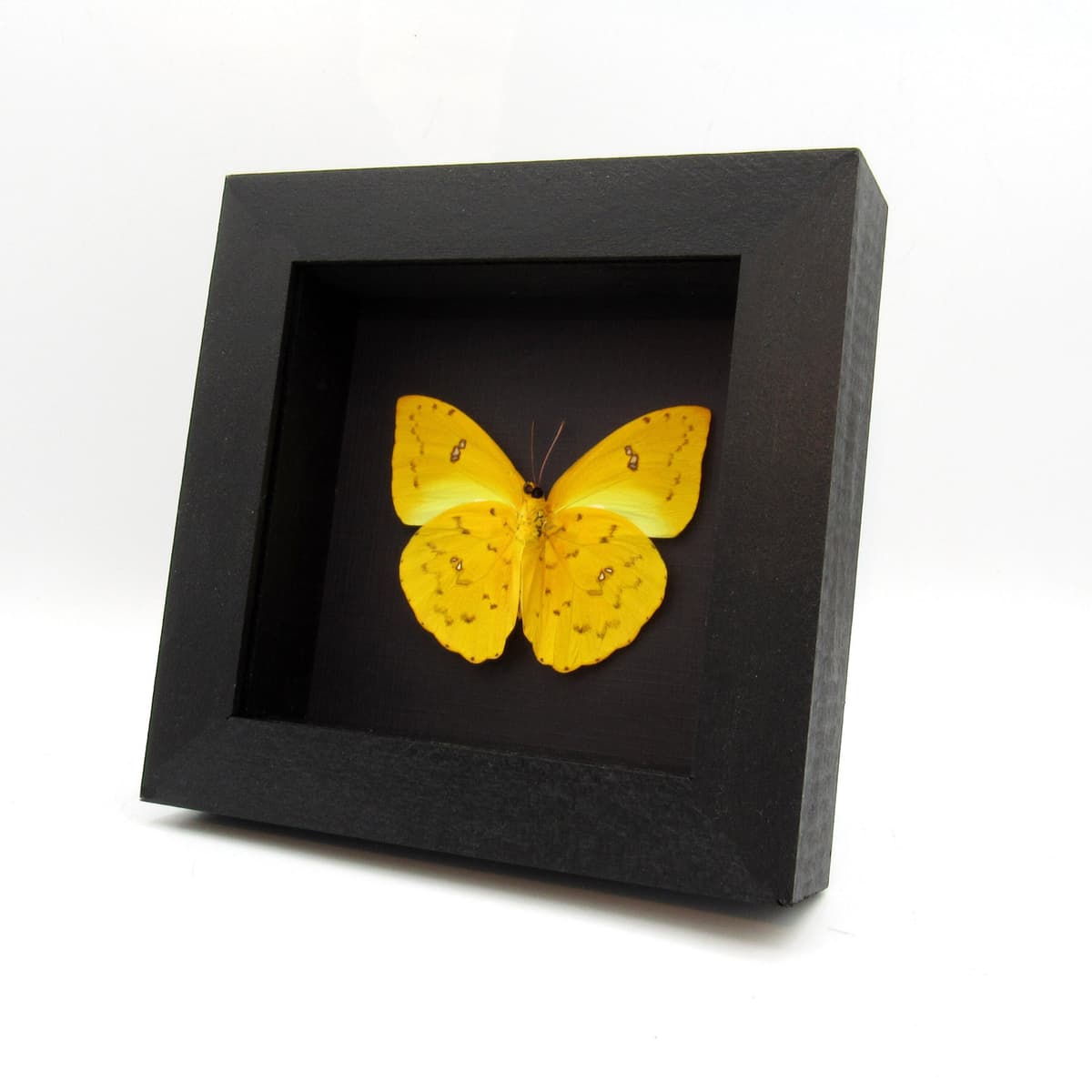 Real yellow butterfly framed taxidermy - Phoebis philea