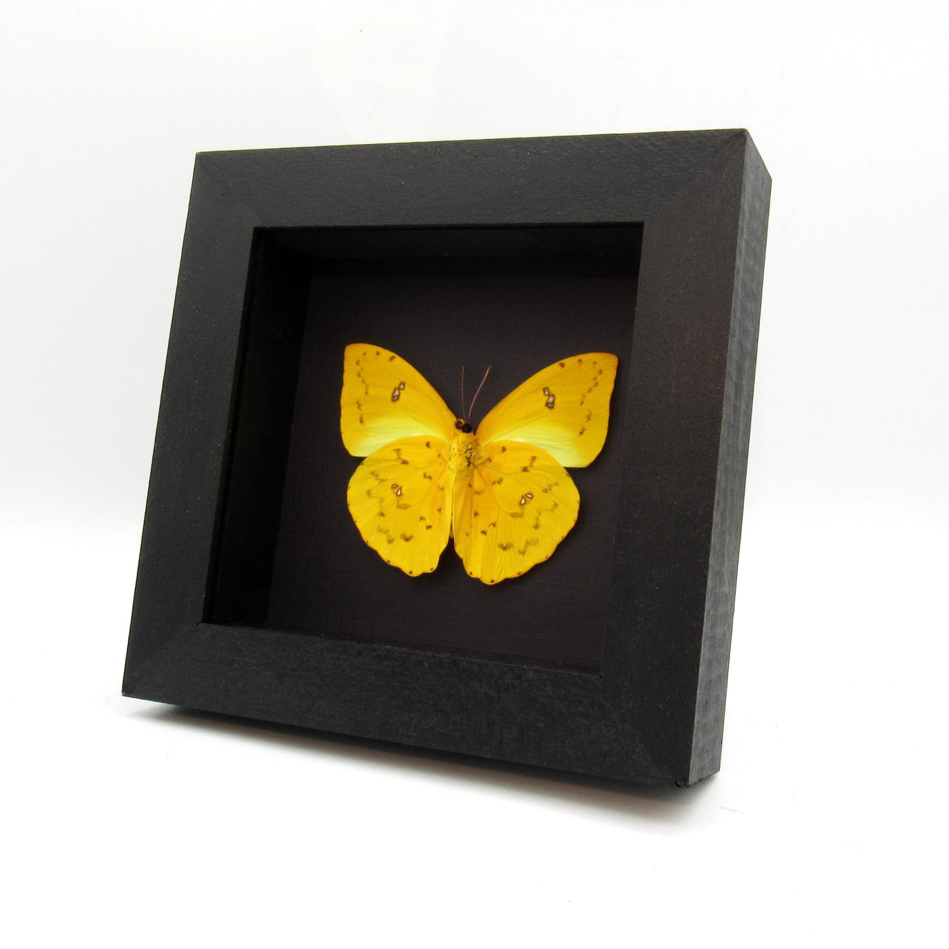 Real yellow butterfly framed taxidermy - Phoebis philea