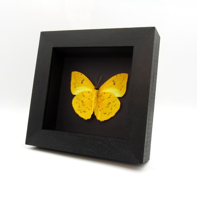 Real yellow butterfly framed taxidermy - Phoebis philea