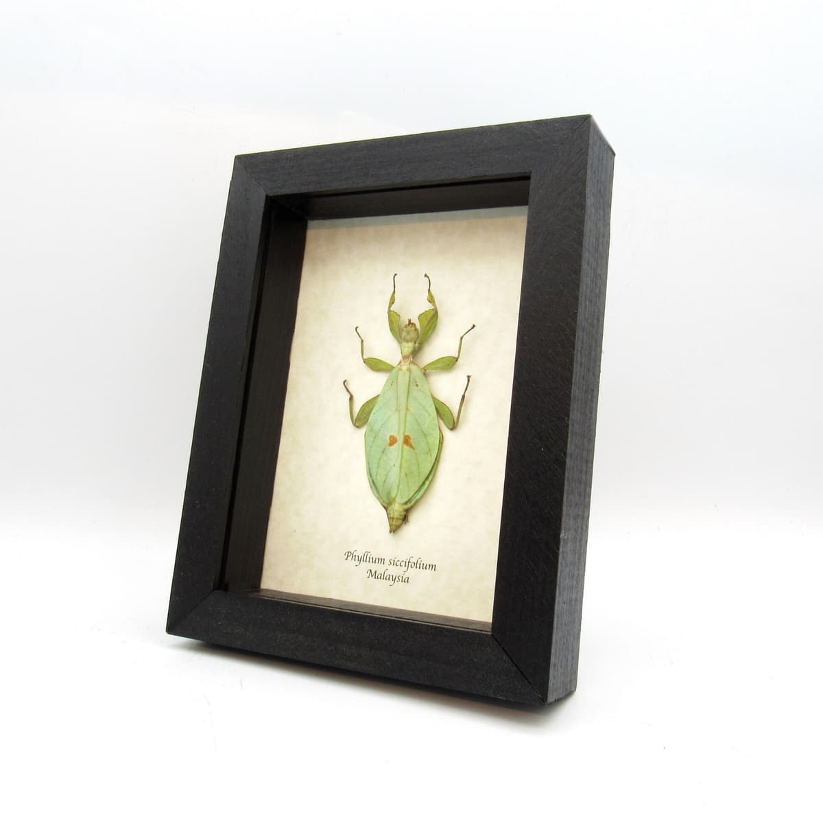 Real Walking Leaf insect framed taxidermy - Phyllium siccifolium