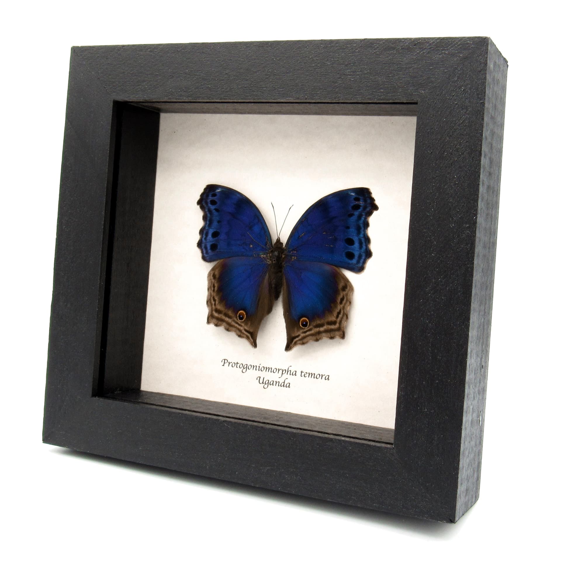 Real Blue Mother of Pearl butterfly framed taxidermy - Protogoniomorpha temora