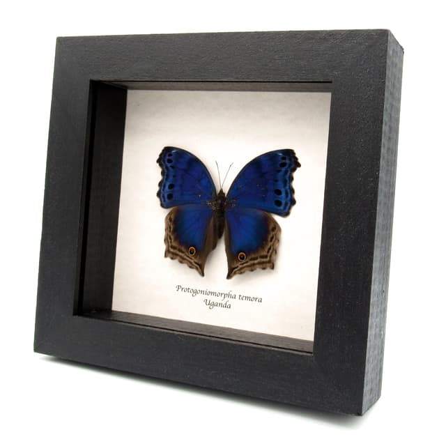 Real Blue Mother of Pearl butterfly framed taxidermy - Protogoniomorpha temora