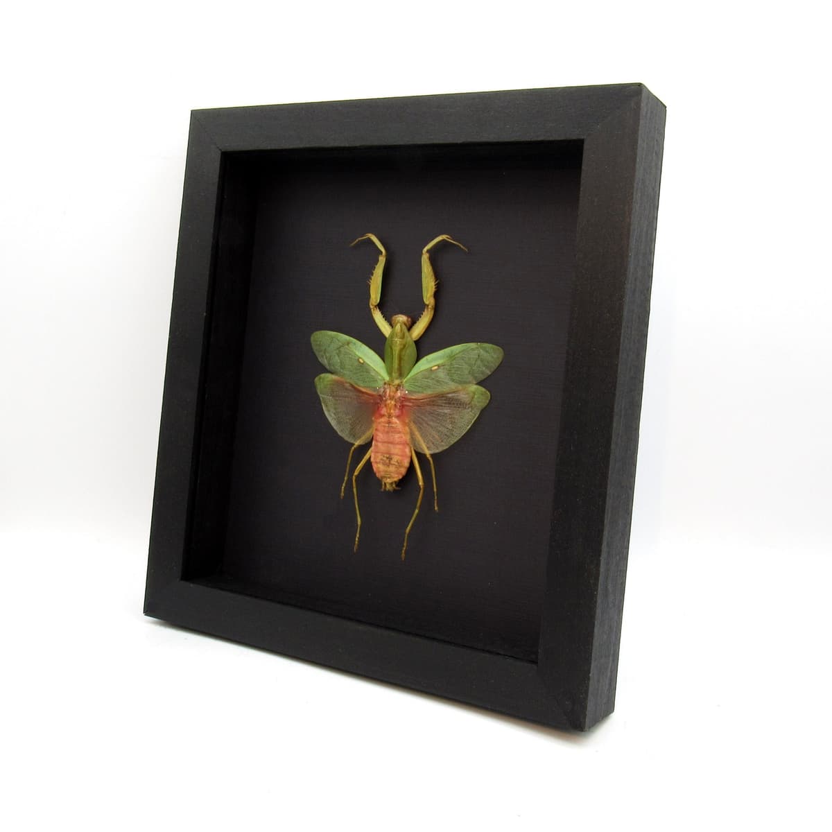 Real Giant Hooded Leaf Mantis framed taxidermy - Rhombodera javana - female