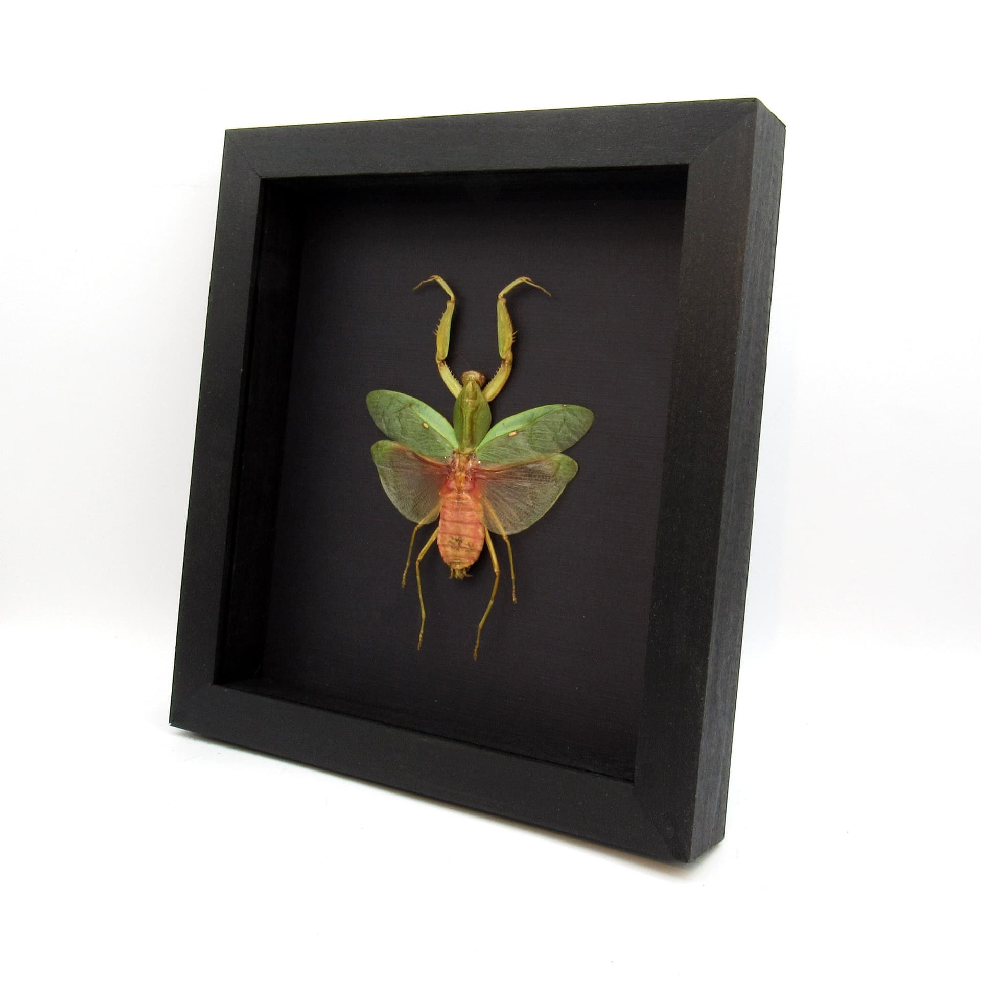 Real Giant Hooded Leaf Mantis framed taxidermy - Rhombodera javana - female