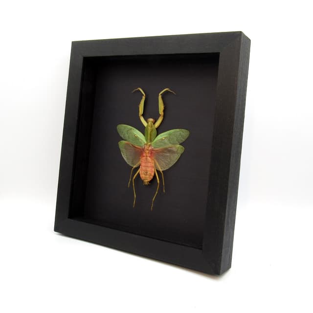 Real Giant Hooded Leaf Mantis framed taxidermy - Rhombodera javana - female