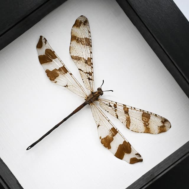 Real Giant Antlion framed taxidermy - Palpares species