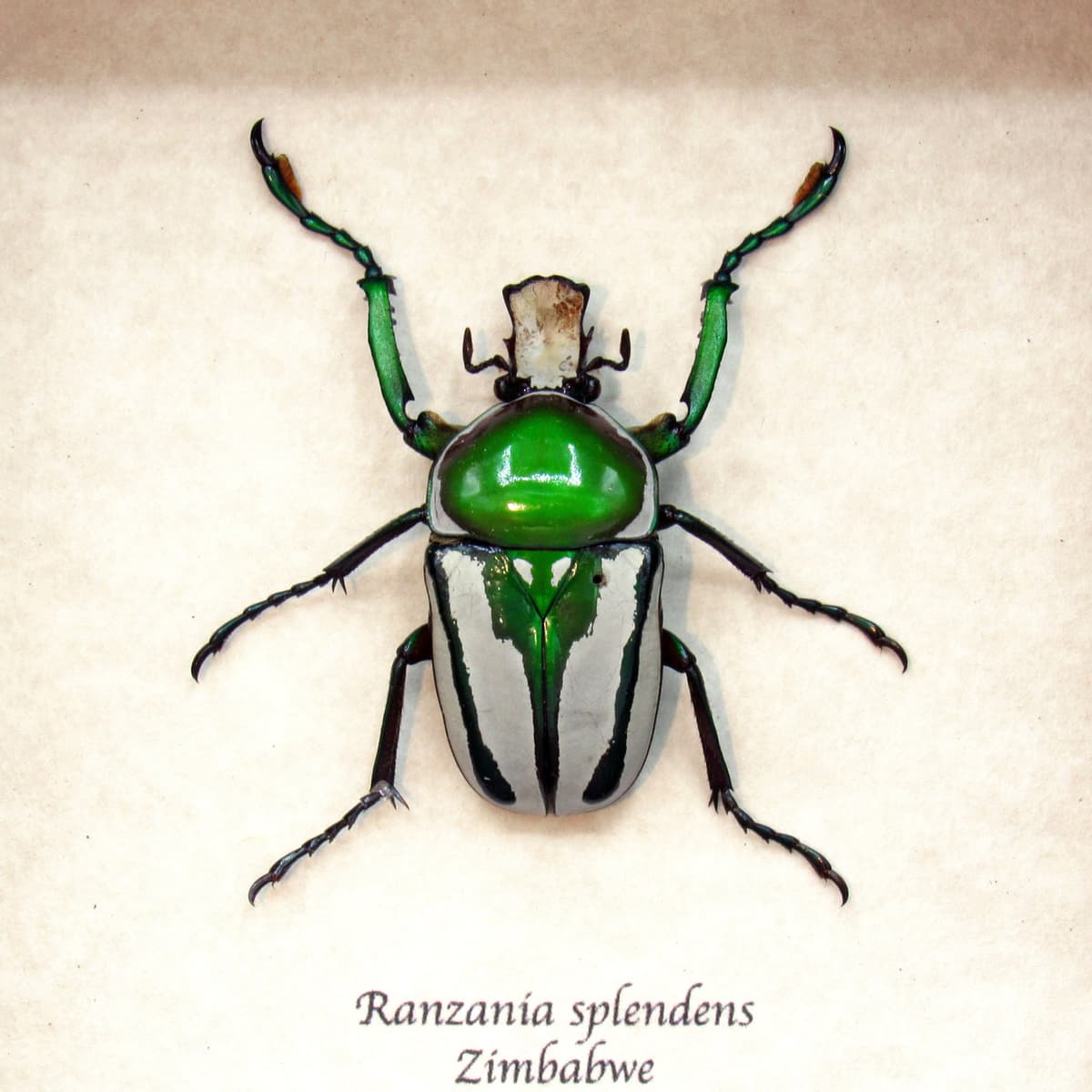 Real framed flower beetle taxidermy - Ranzania splendens