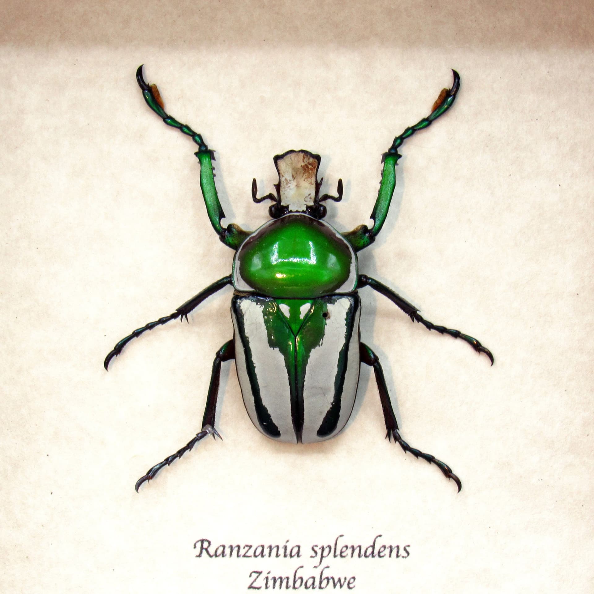 Real framed flower beetle taxidermy - Ranzania splendens