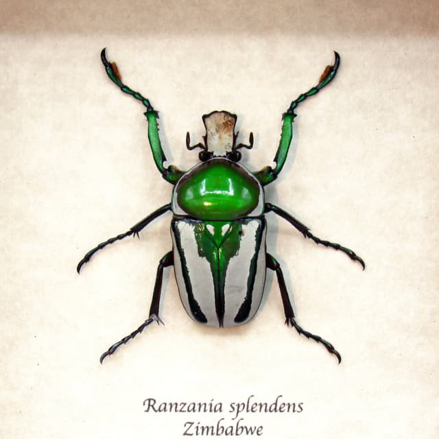 Real framed flower beetle taxidermy - Ranzania splendens