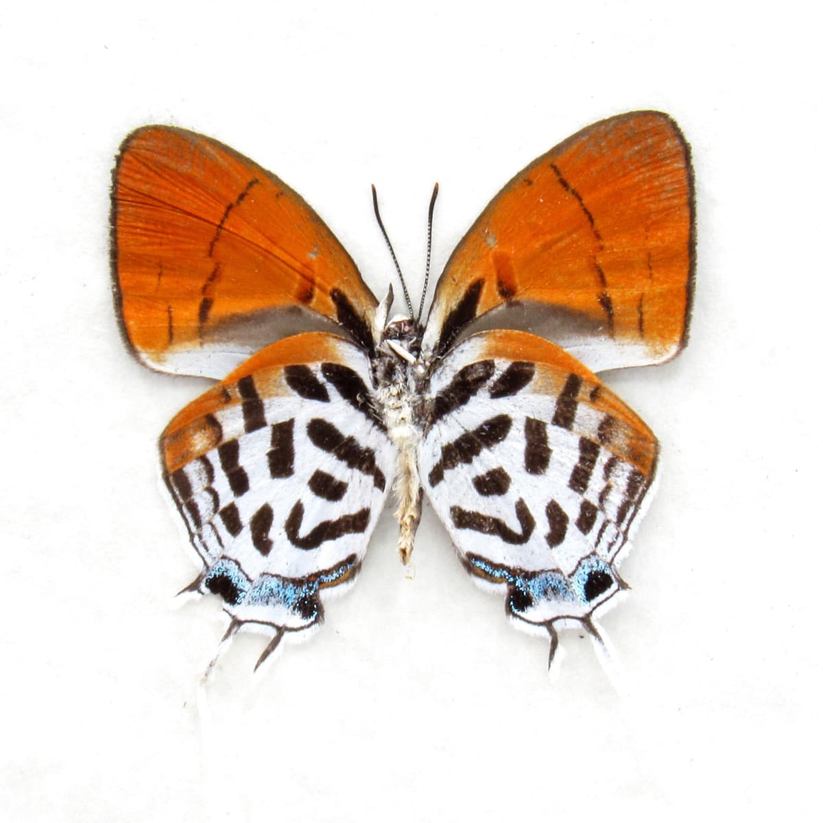 Real Posy butterfly framed specimen - Drupadia ravindra moorei