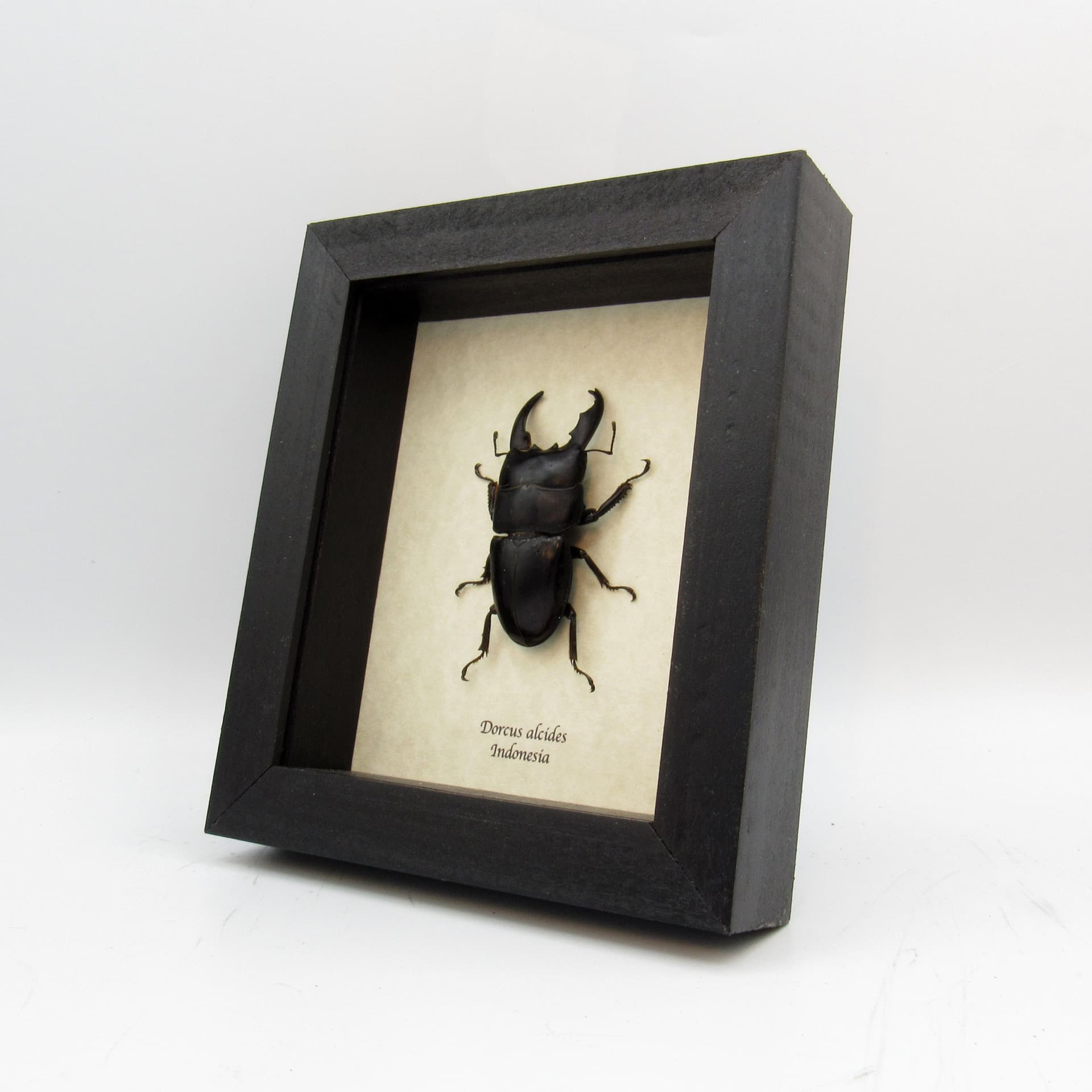 Real Giant Stag beetle framed - Dorcus alcides