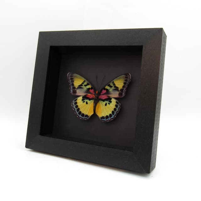 Rare Forester butterfly framed taxidermy - Euphaedra janetta - large female