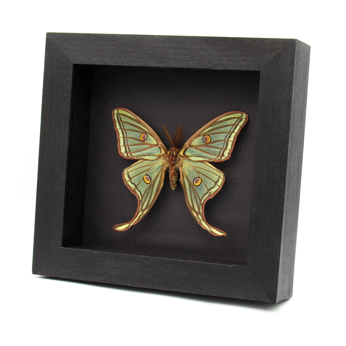 Rare XL Spanish Moon moth framed taxidermy - Graellsia isabellae